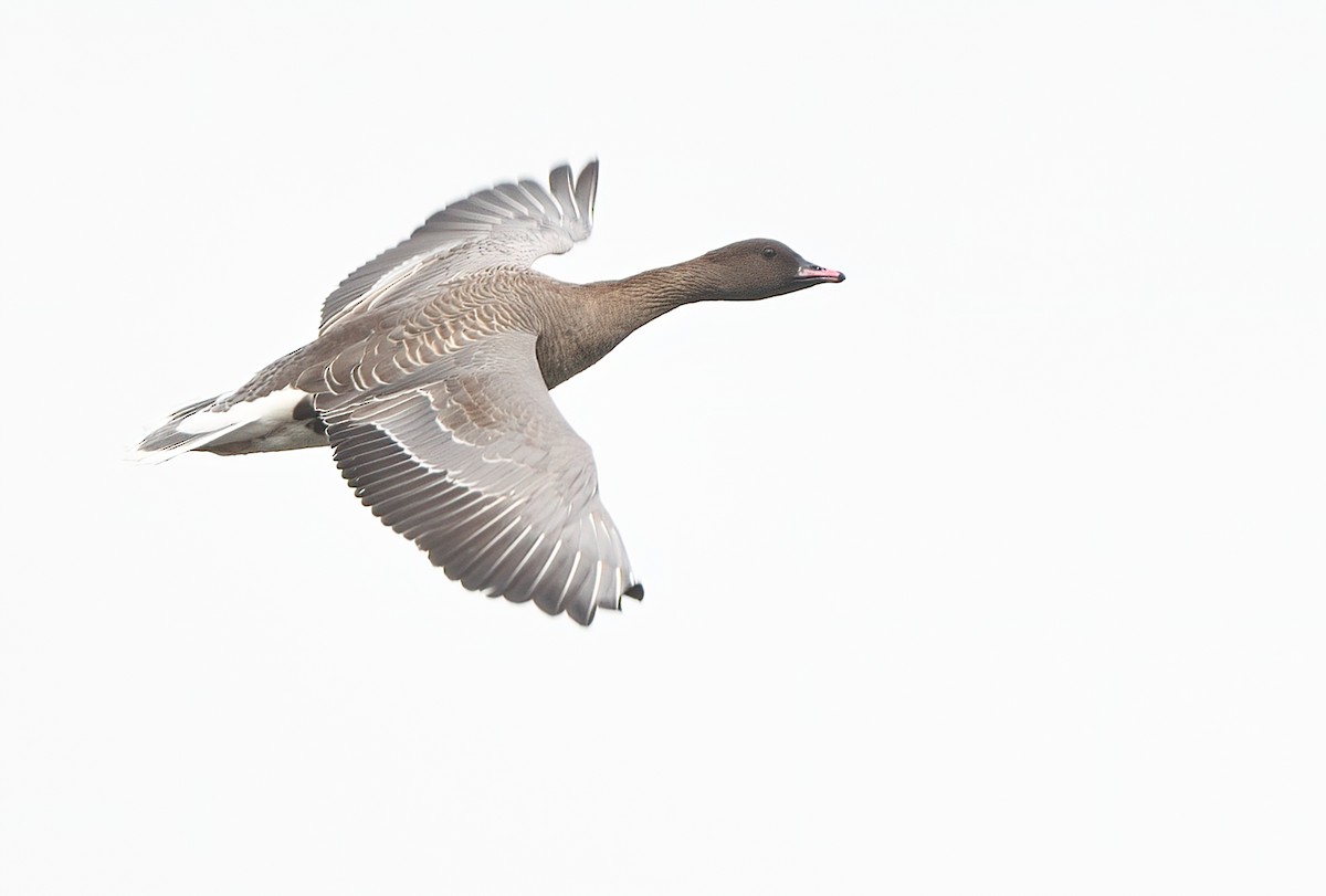 Pink-footed Goose - ML615742093