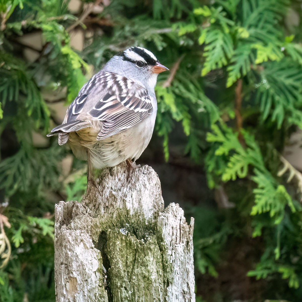 White-crowned Sparrow - ML615742129
