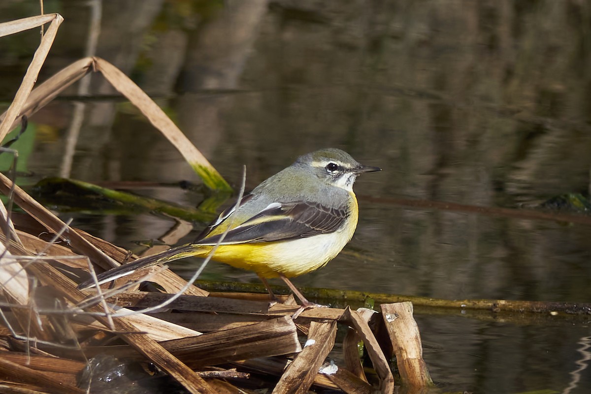 Gray Wagtail - Luis Manso