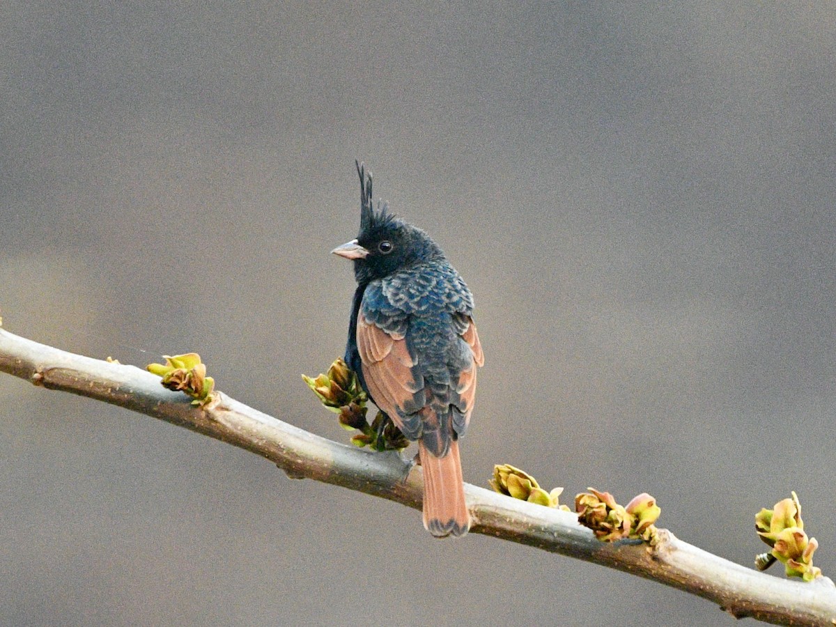 Crested Bunting - ML615742515