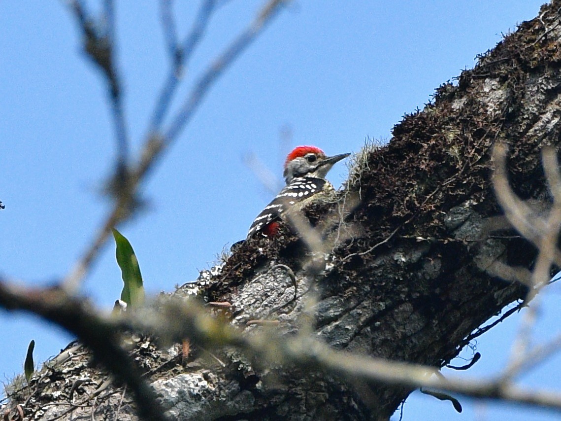 Stripe-breasted Woodpecker - ML615742720