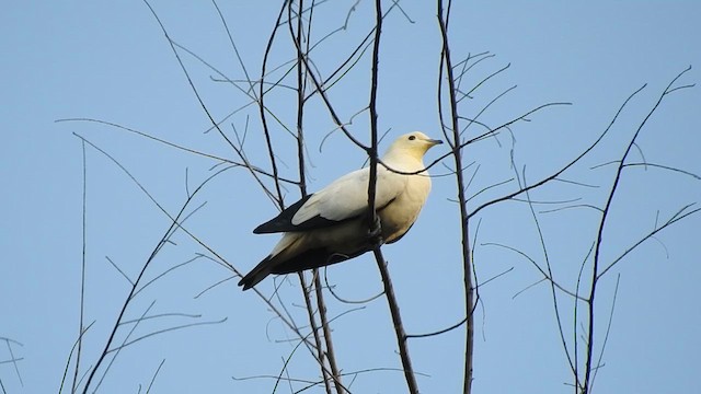 Pied Imperial-Pigeon - ML615742748