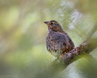 Ochre-flanked Tapaculo - ML615742789