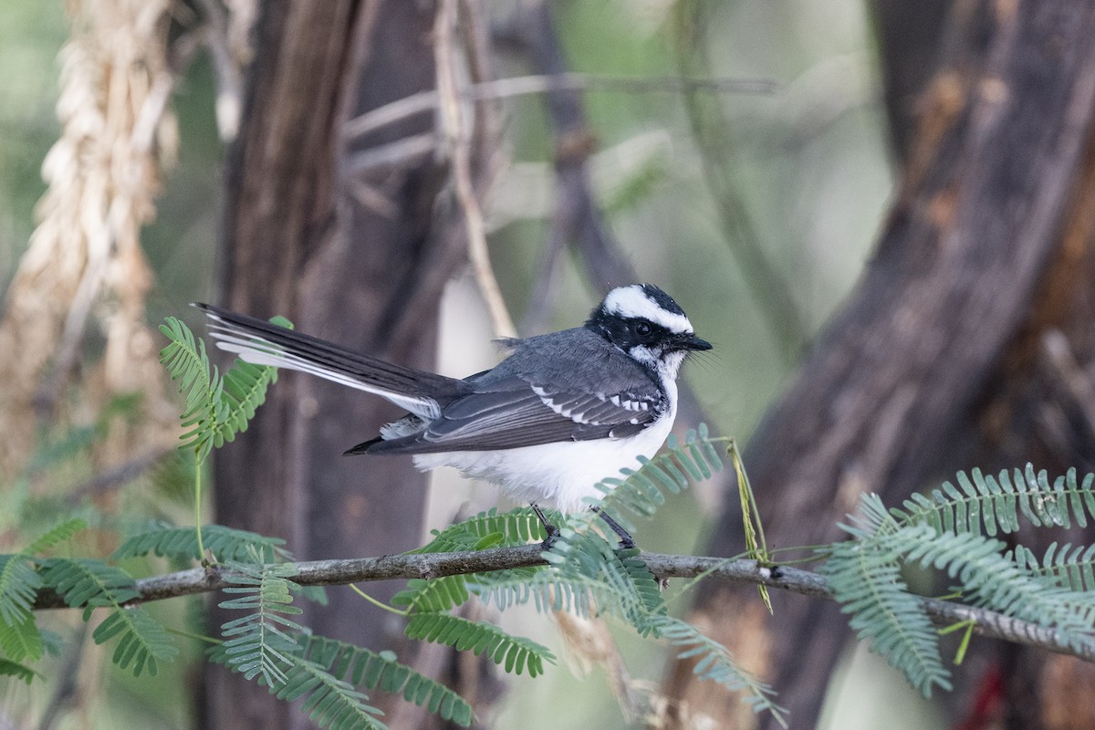 White-browed Fantail - ML615742823