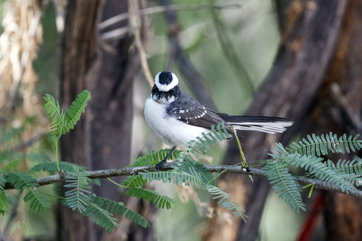 White-browed Fantail - ML615742824