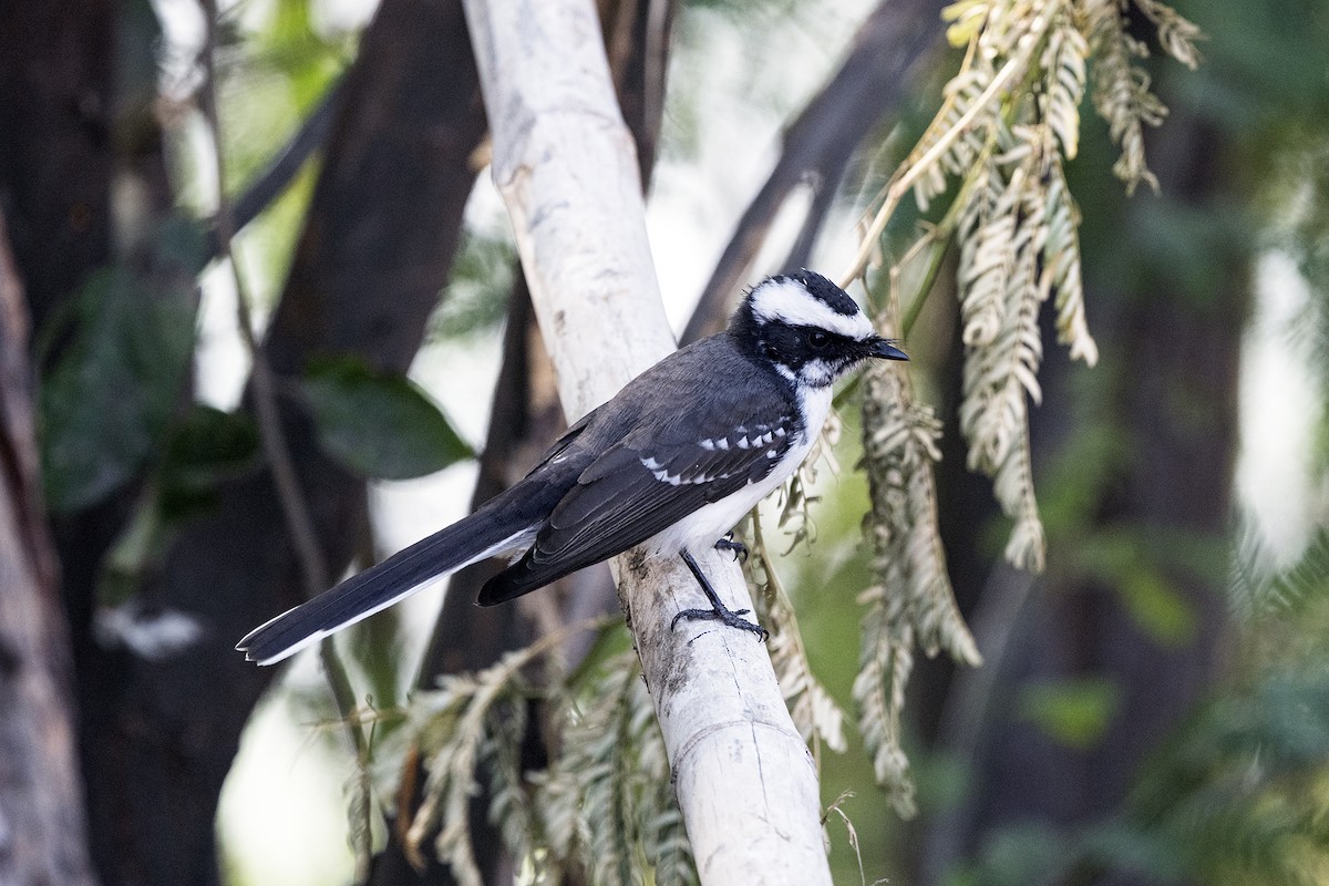 White-browed Fantail - ML615742832
