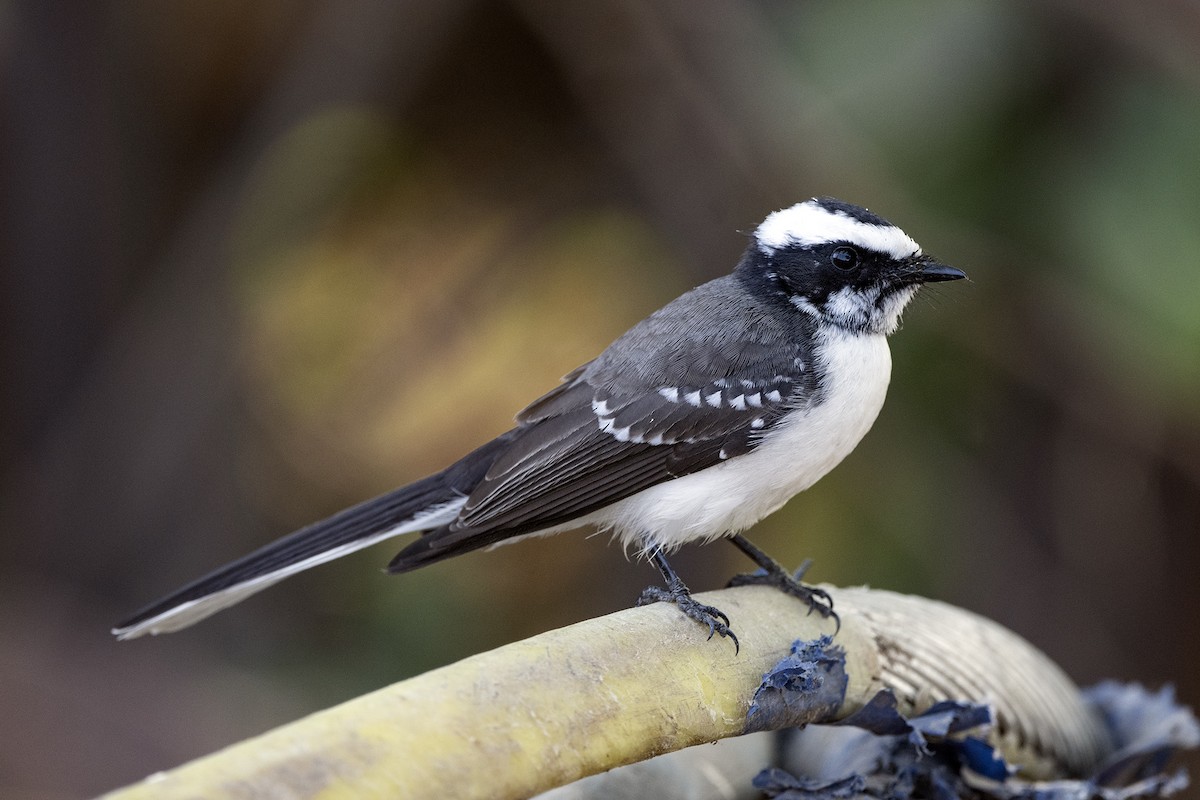 White-browed Fantail - ML615742833