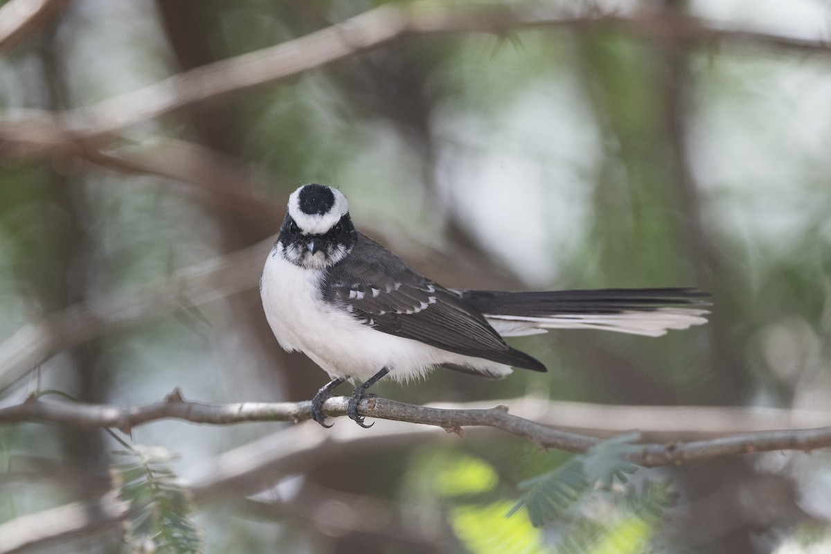 White-browed Fantail - ML615742838