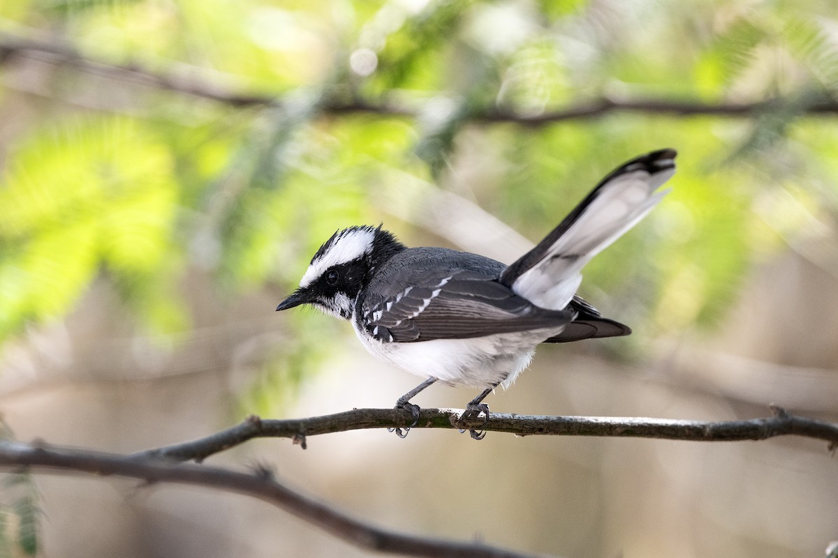 White-browed Fantail - ML615742839