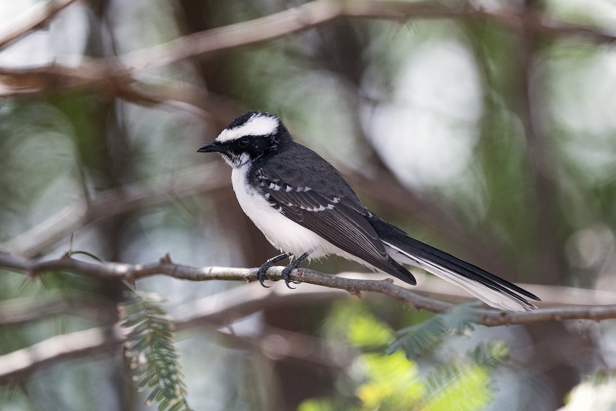 White-browed Fantail - ML615742840