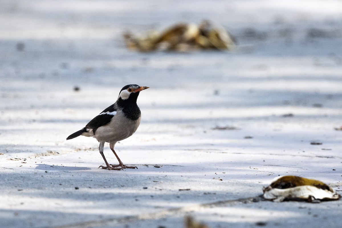 Indian Pied Starling - ML615742951