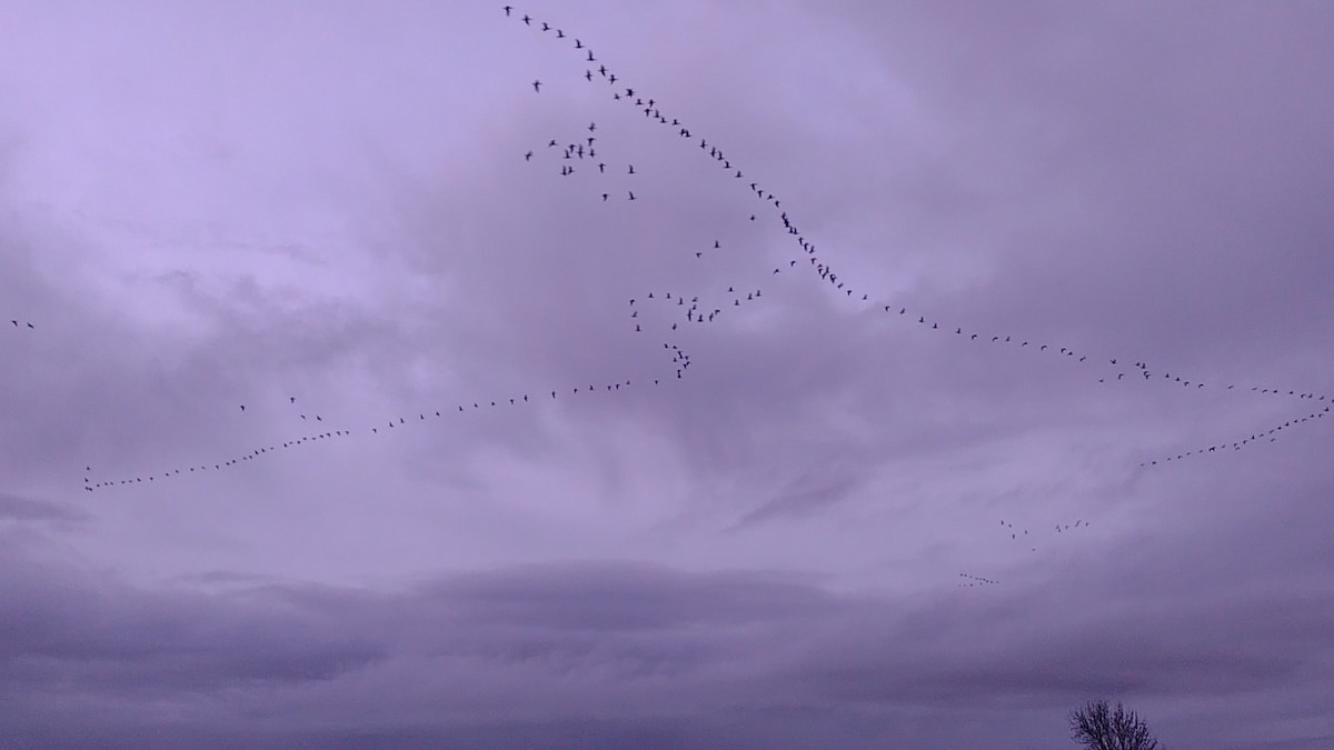 Cackling Goose (Aleutian) - ML615743019