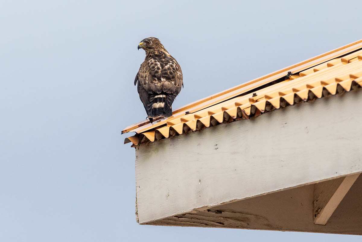 Broad-winged Hawk (Caribbean) - J Higgott
