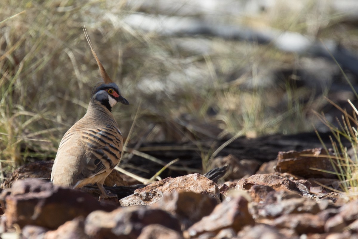 Spinifex Pigeon - ML615743293