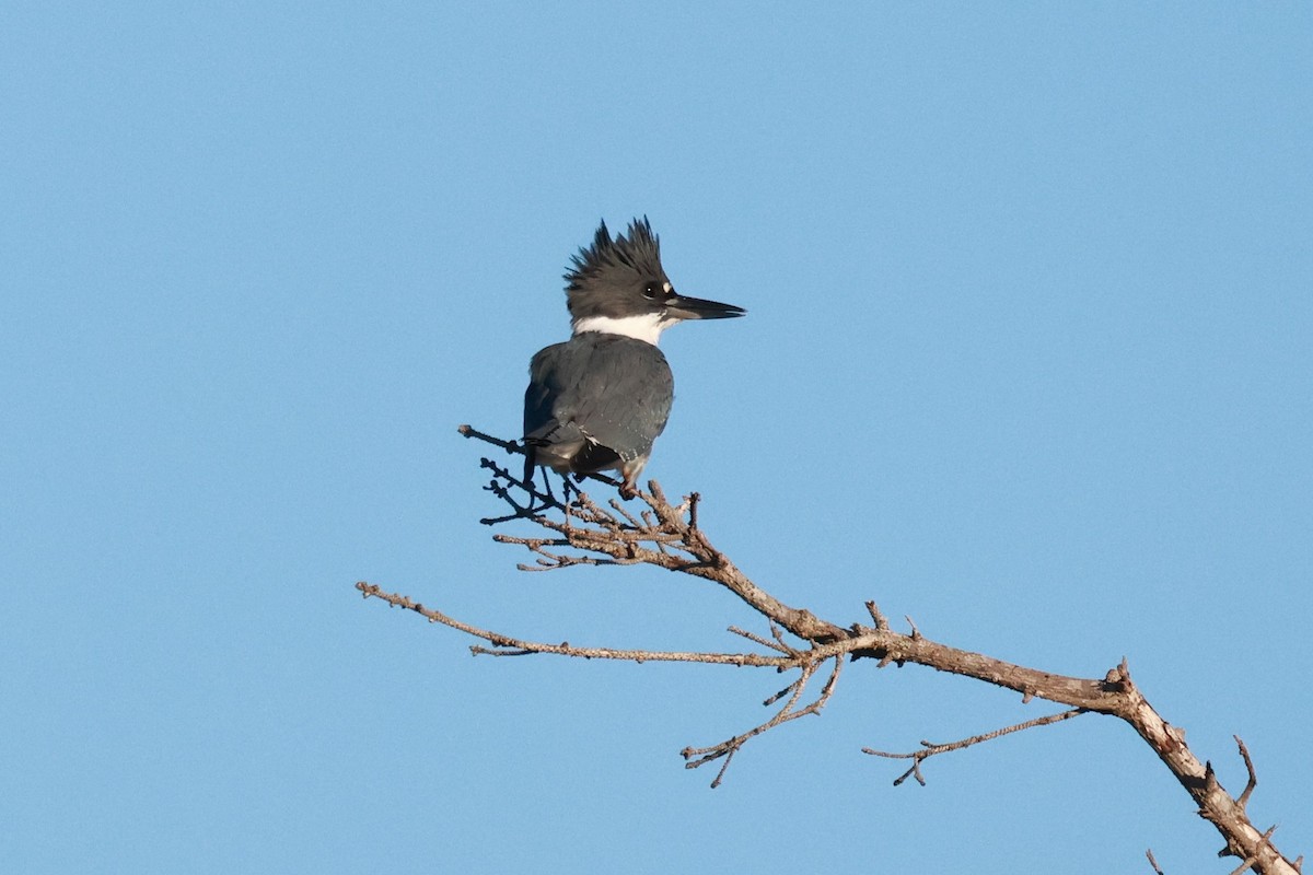 Belted Kingfisher - ML615743591