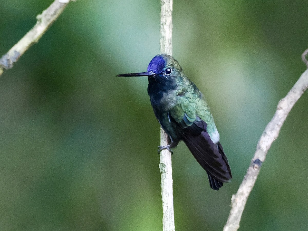 kolibřík modročelý - ML615743661