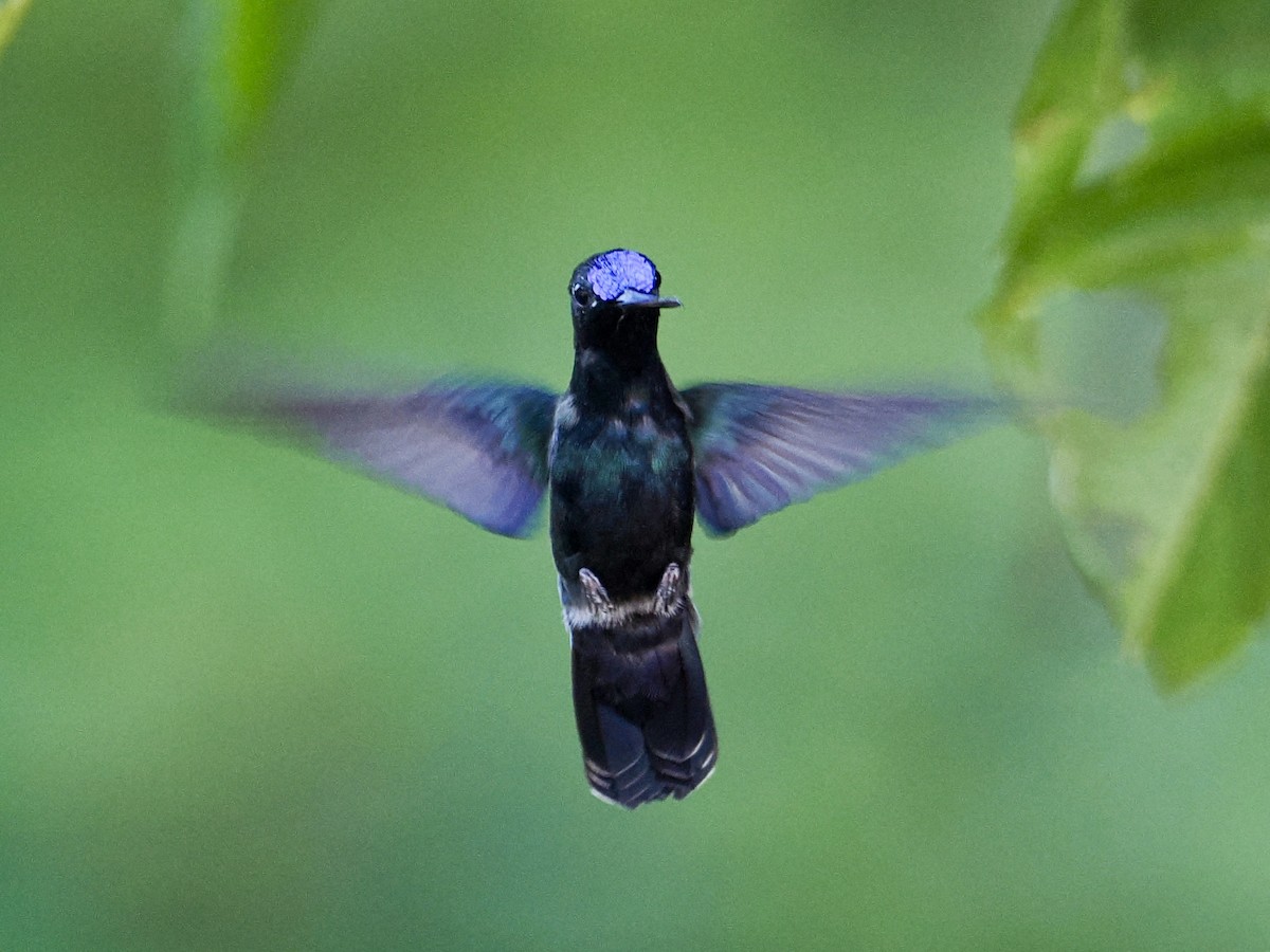 kolibřík modročelý - ML615743675