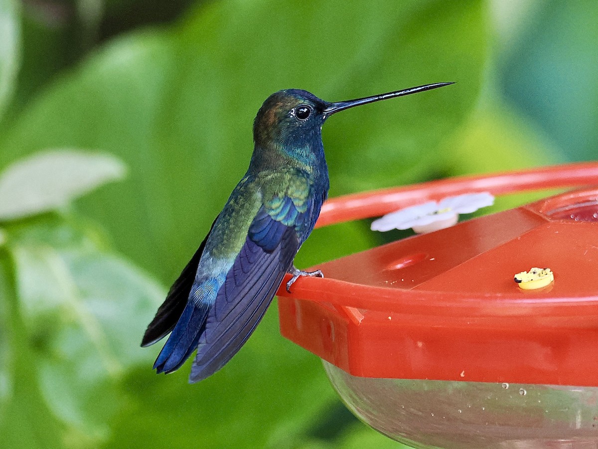 kolibřík modročelý - ML615743678