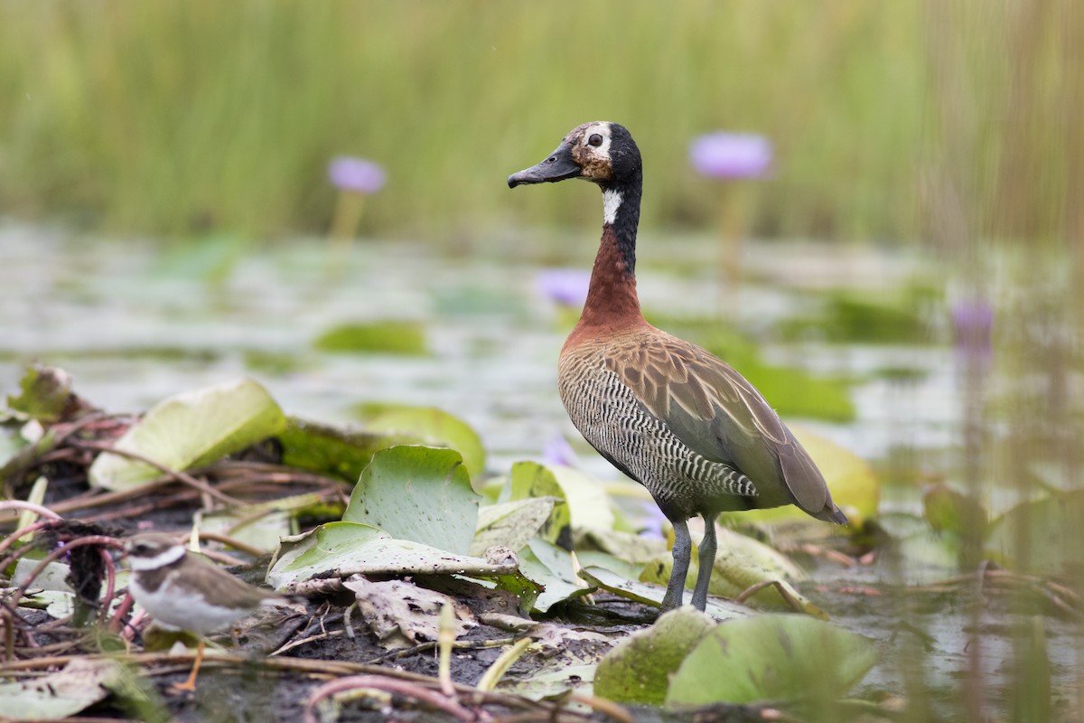 White-faced Whistling-Duck - Andreas Boe