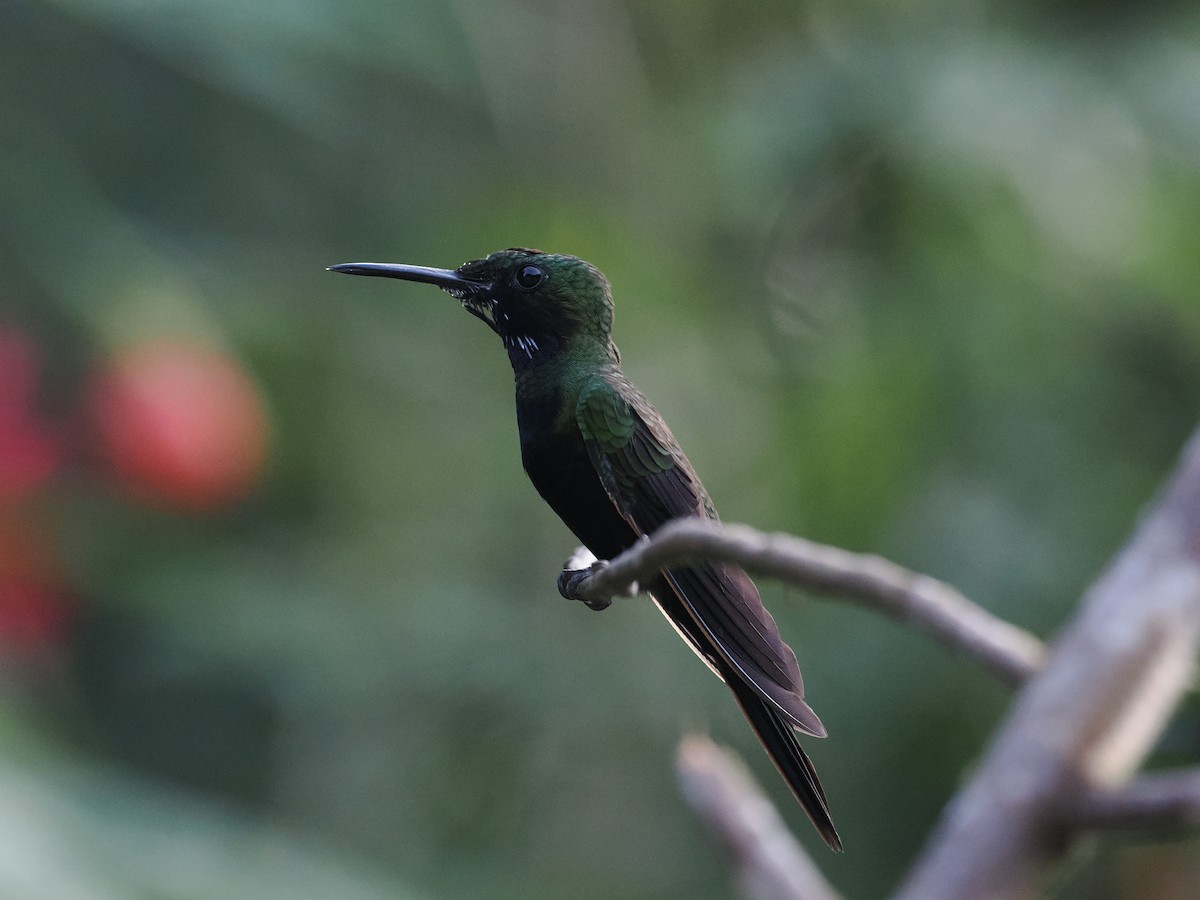 kolibřík zelenoprsý (ssp. schreibersii) - ML615743717