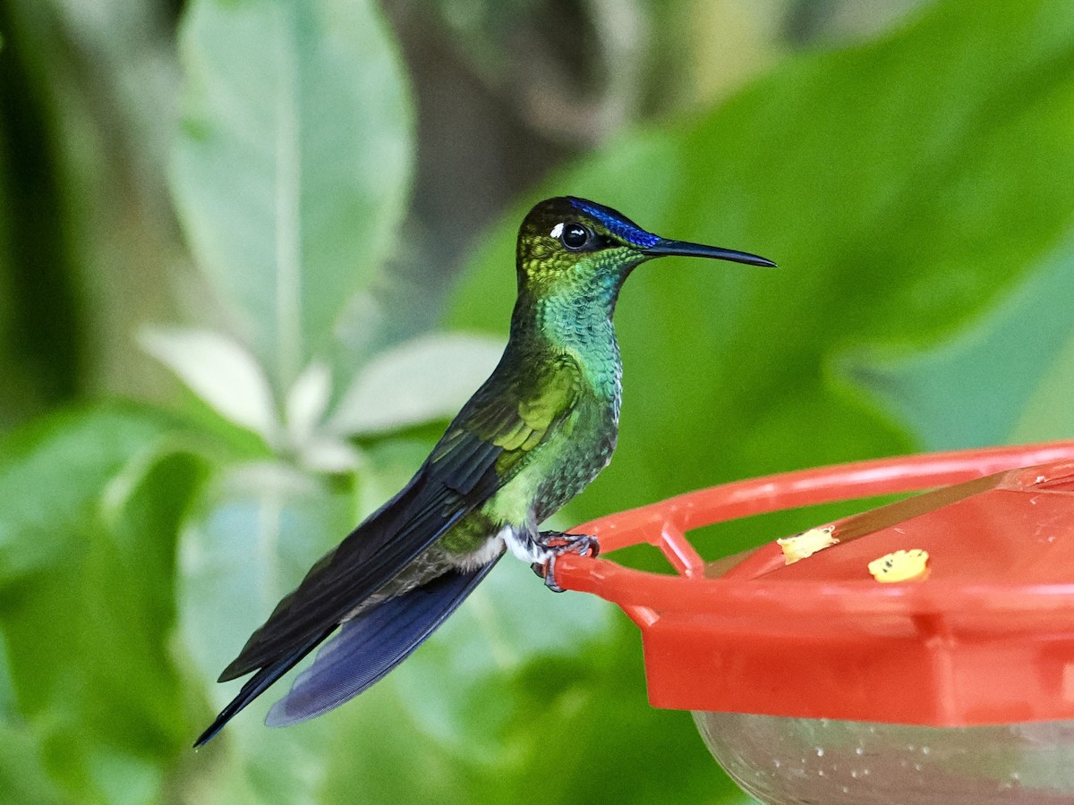 kolibřík fialovočelý - ML615743725