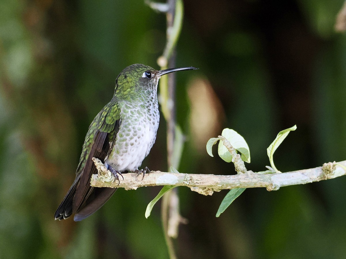 Many-spotted Hummingbird - ML615743749