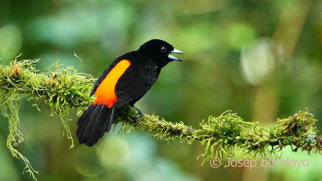 Scarlet-rumped Tanager - ML615743852