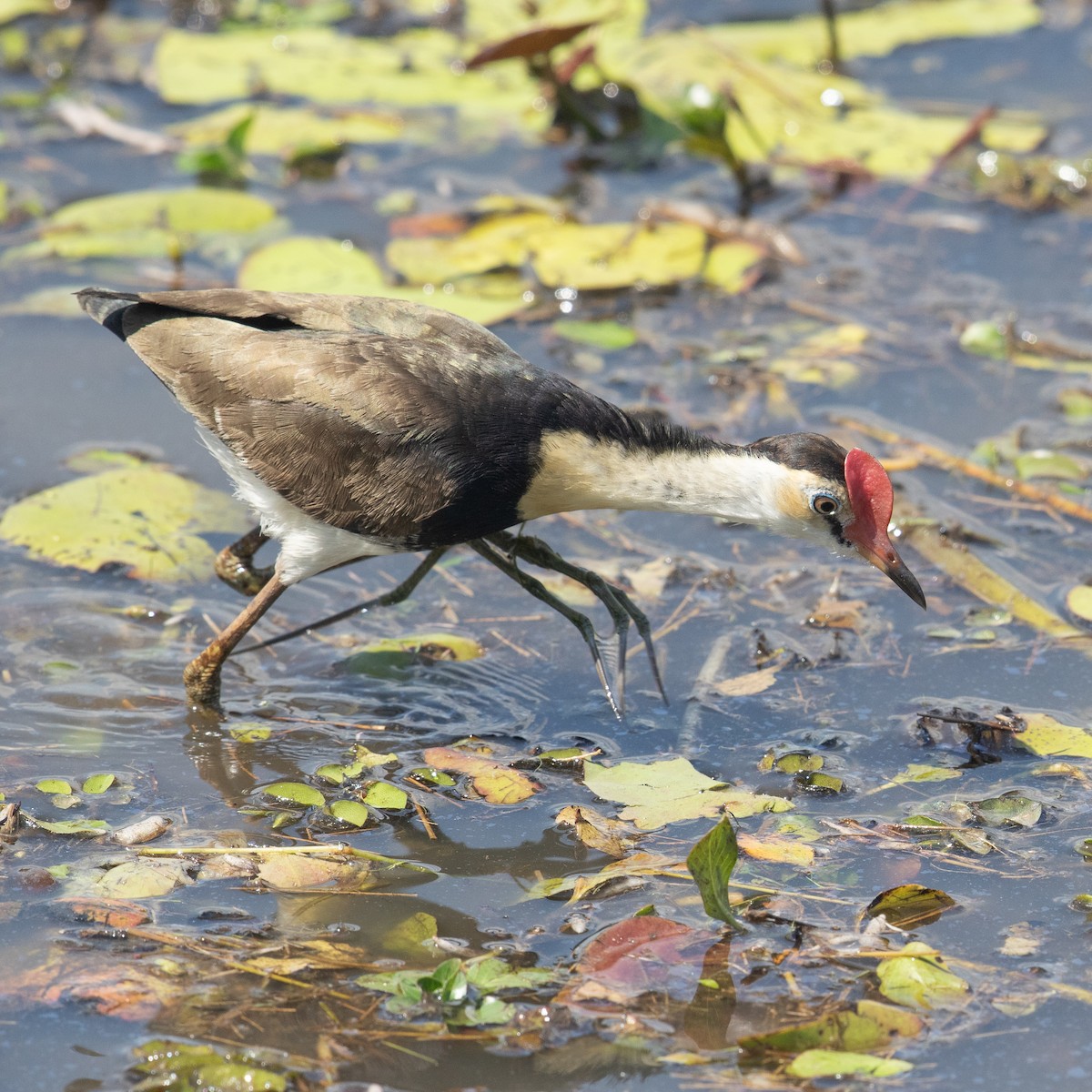 Comb-crested Jacana - Werner Suter