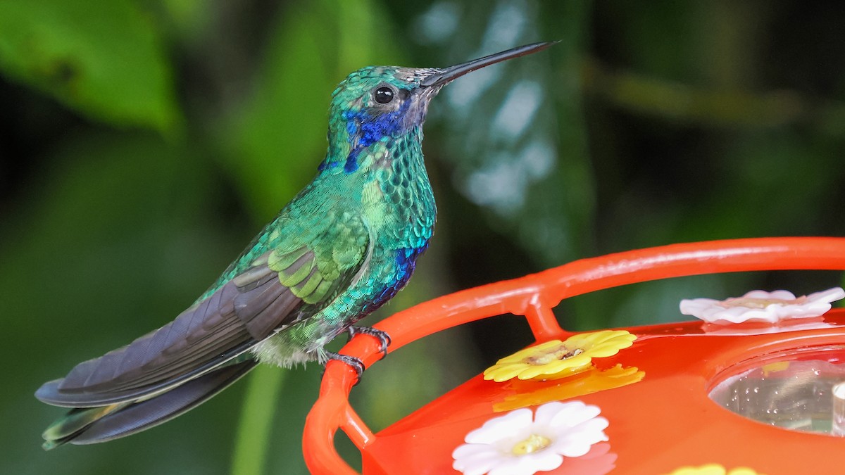 kolibřík modrolící - ML615743962