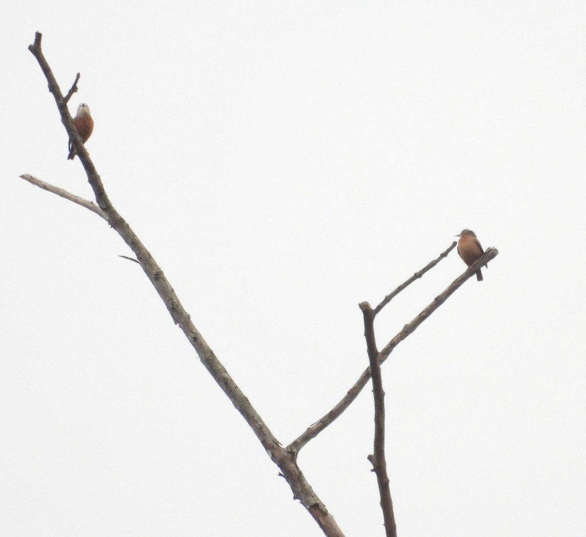 Chestnut-tailed Starling - ML615744089
