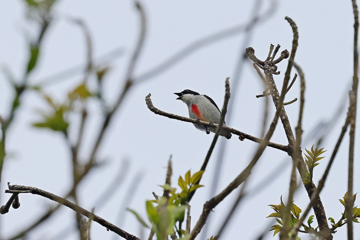 Red-keeled Flowerpecker - Chih-Wei(David) Lin