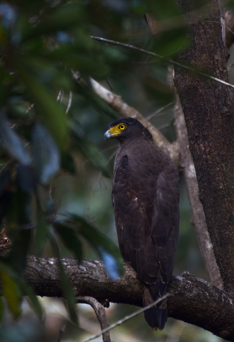 Crested Serpent-Eagle - ML615744152
