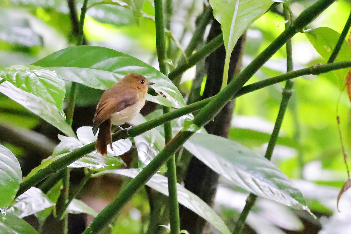 Cryptic Flycatcher - Chih-Wei(David) Lin
