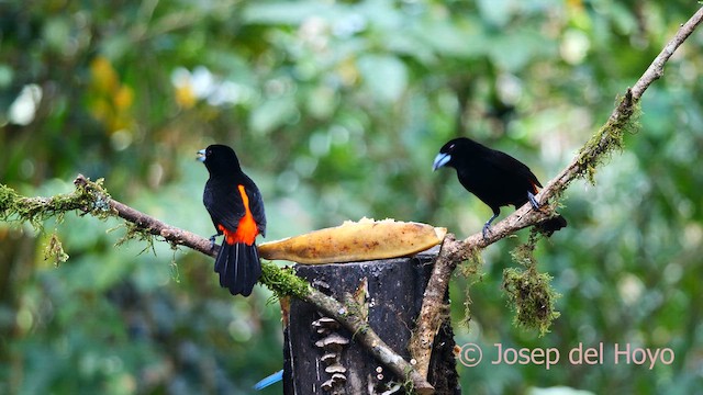 Scarlet-rumped Tanager - ML615744399