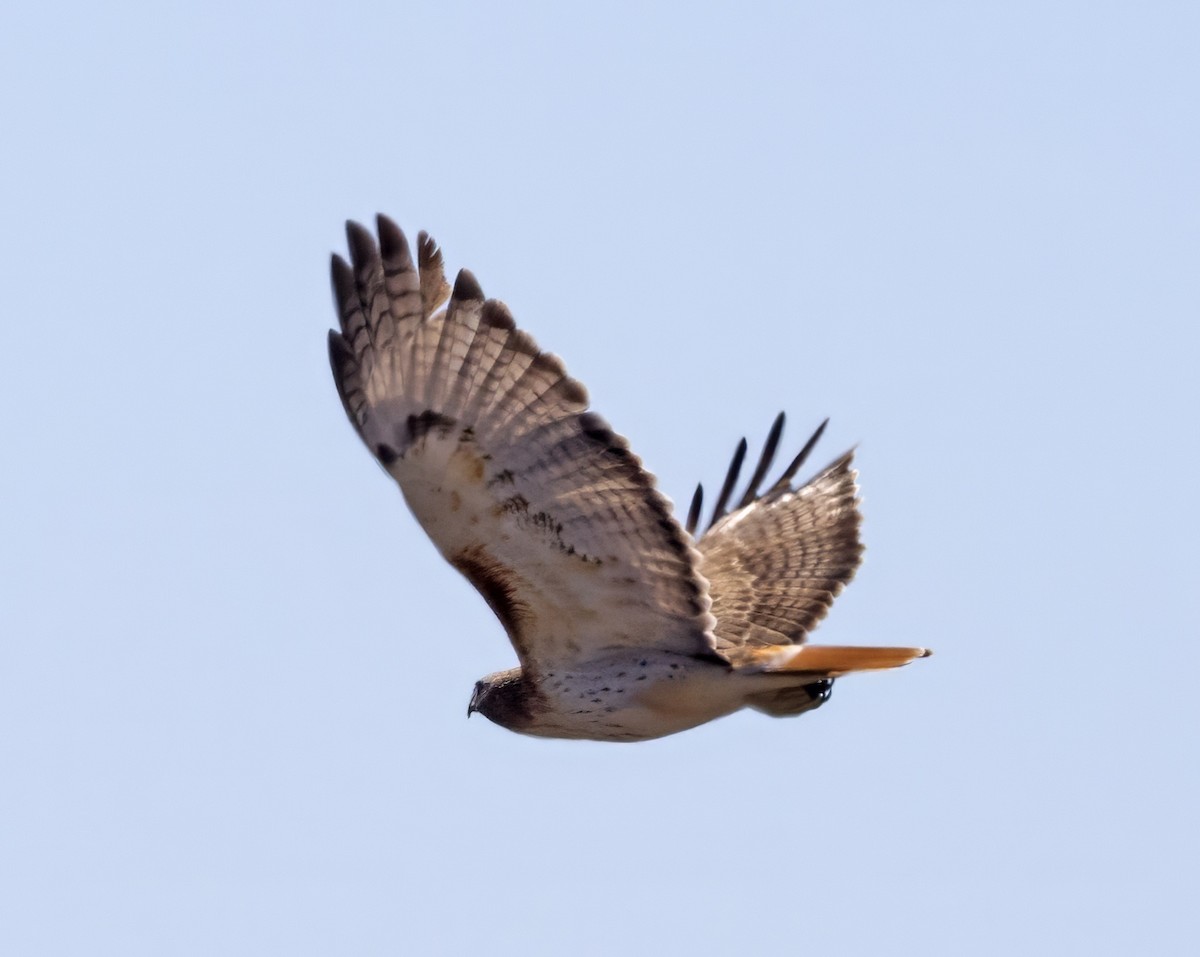 Red-tailed Hawk (borealis) - ML615744416