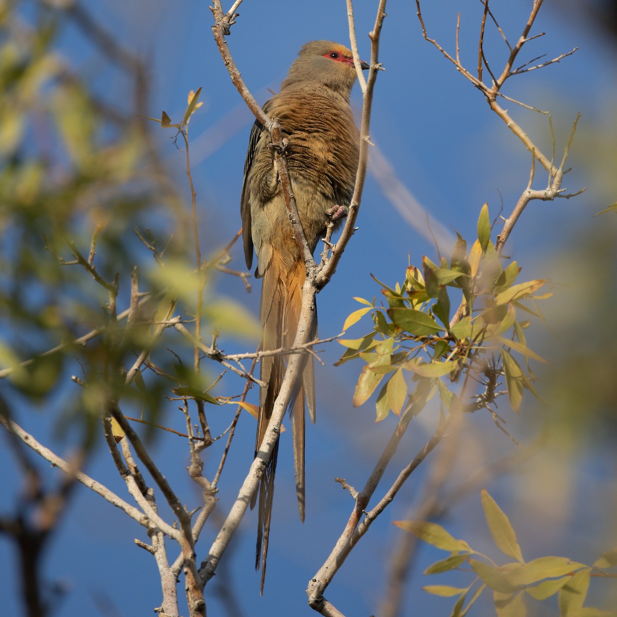 Red-faced Mousebird - ML615744628