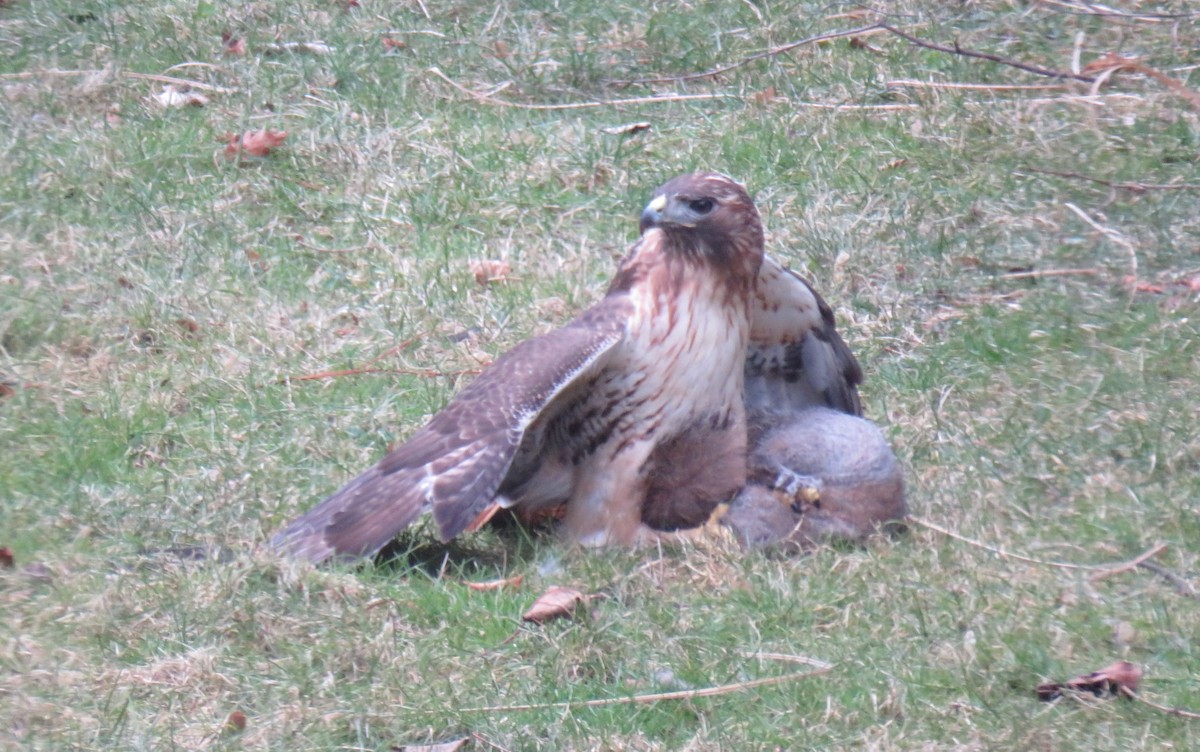 Red-tailed Hawk - ML615744833