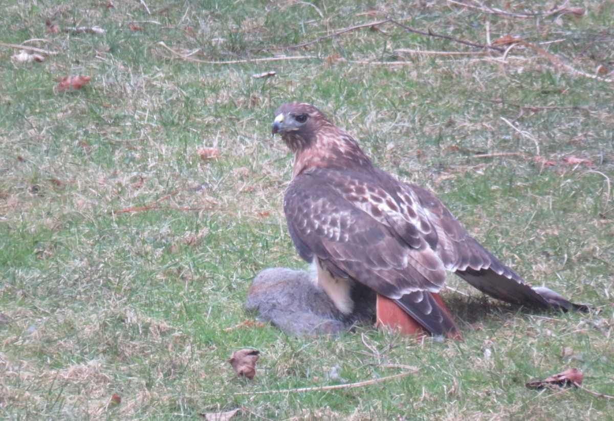 Red-tailed Hawk - ML615744834