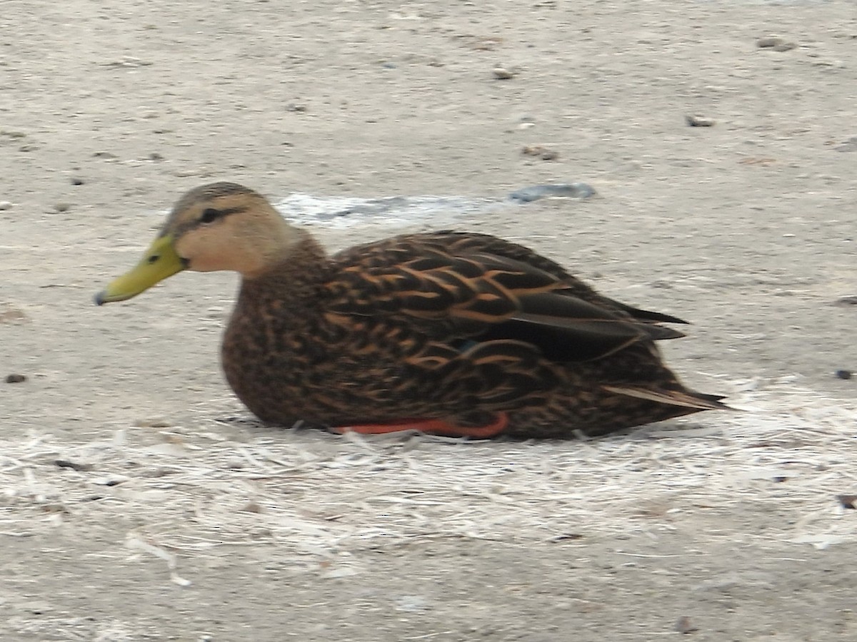 Mottled Duck (Gulf Coast) - Nick Komar