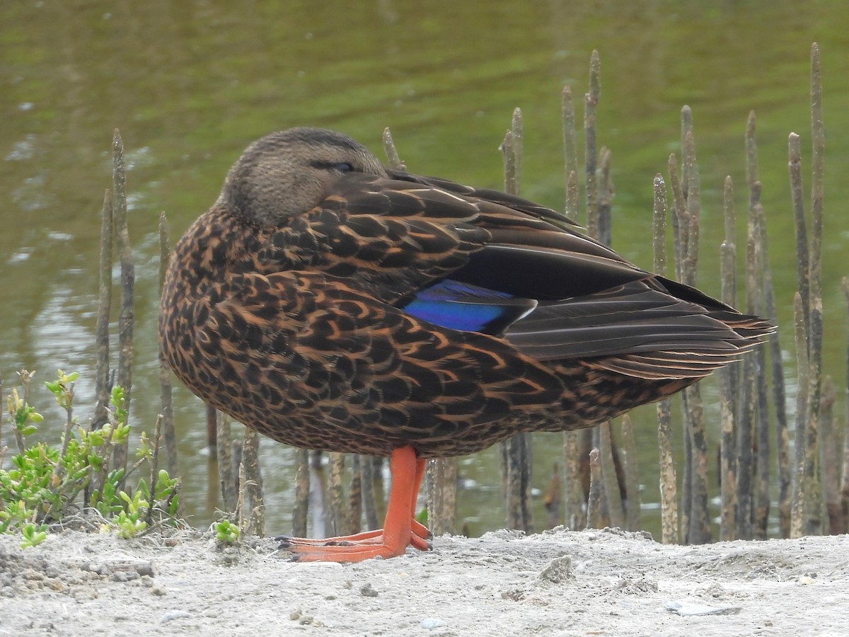Mottled Duck (Gulf Coast) - ML615744963