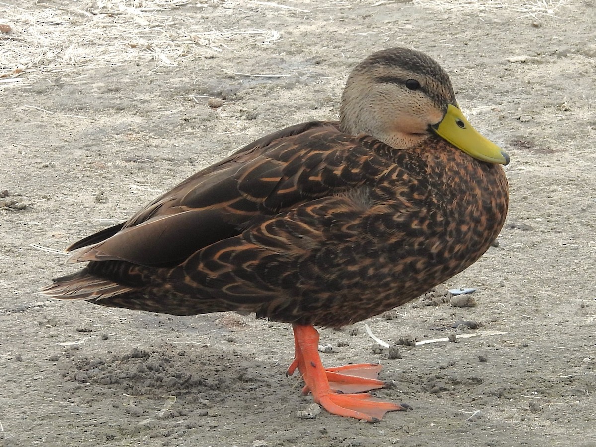 Mottled Duck (Gulf Coast) - Nick Komar