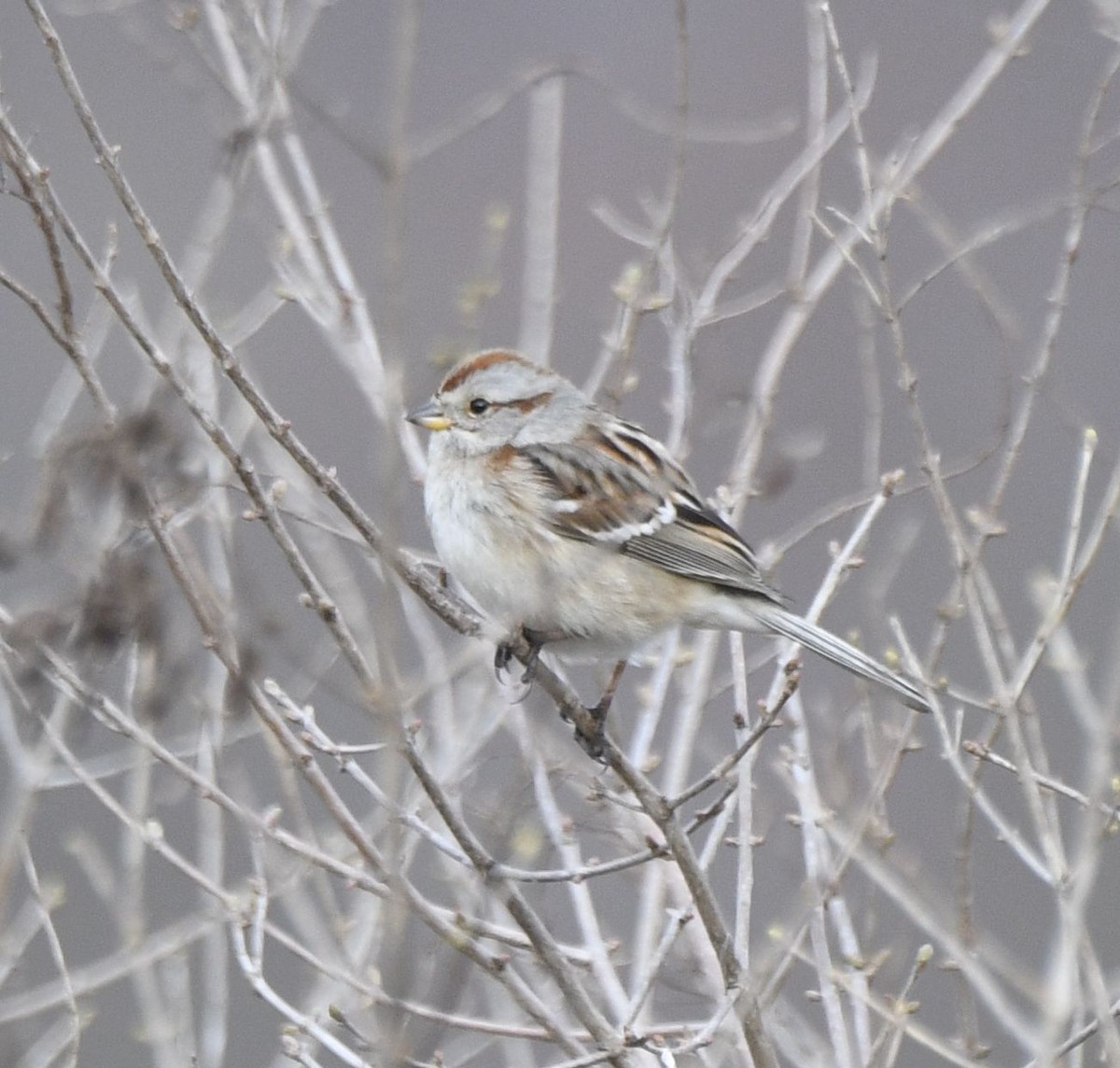 American Tree Sparrow - ML615745056