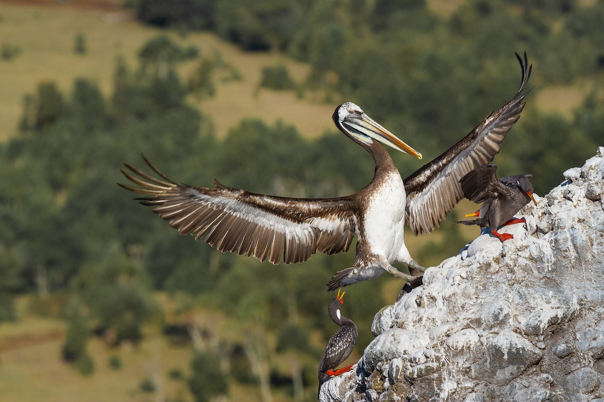Peruvian Pelican - Pio Marshall