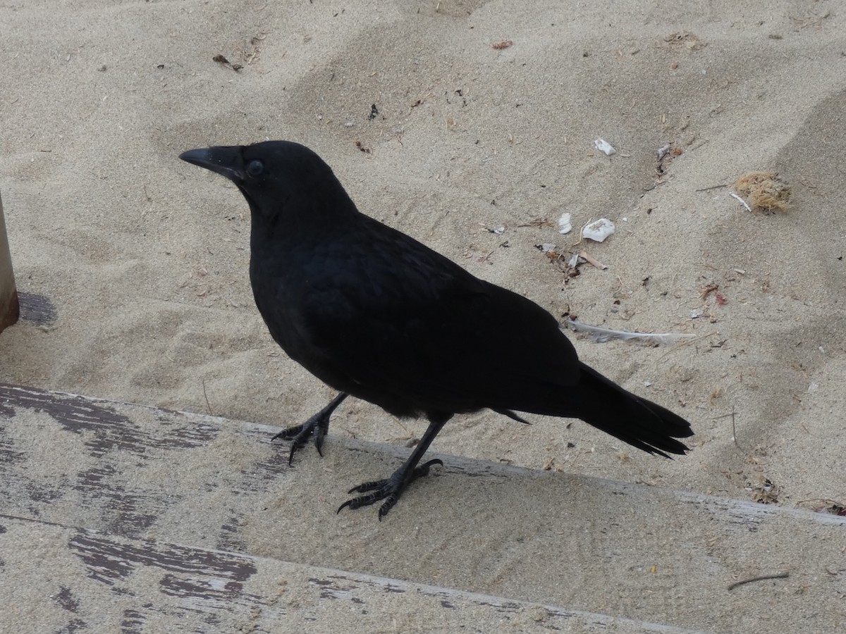 Australian Raven - ML615745097