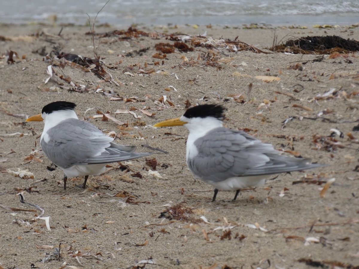Great Crested Tern - ML615745150
