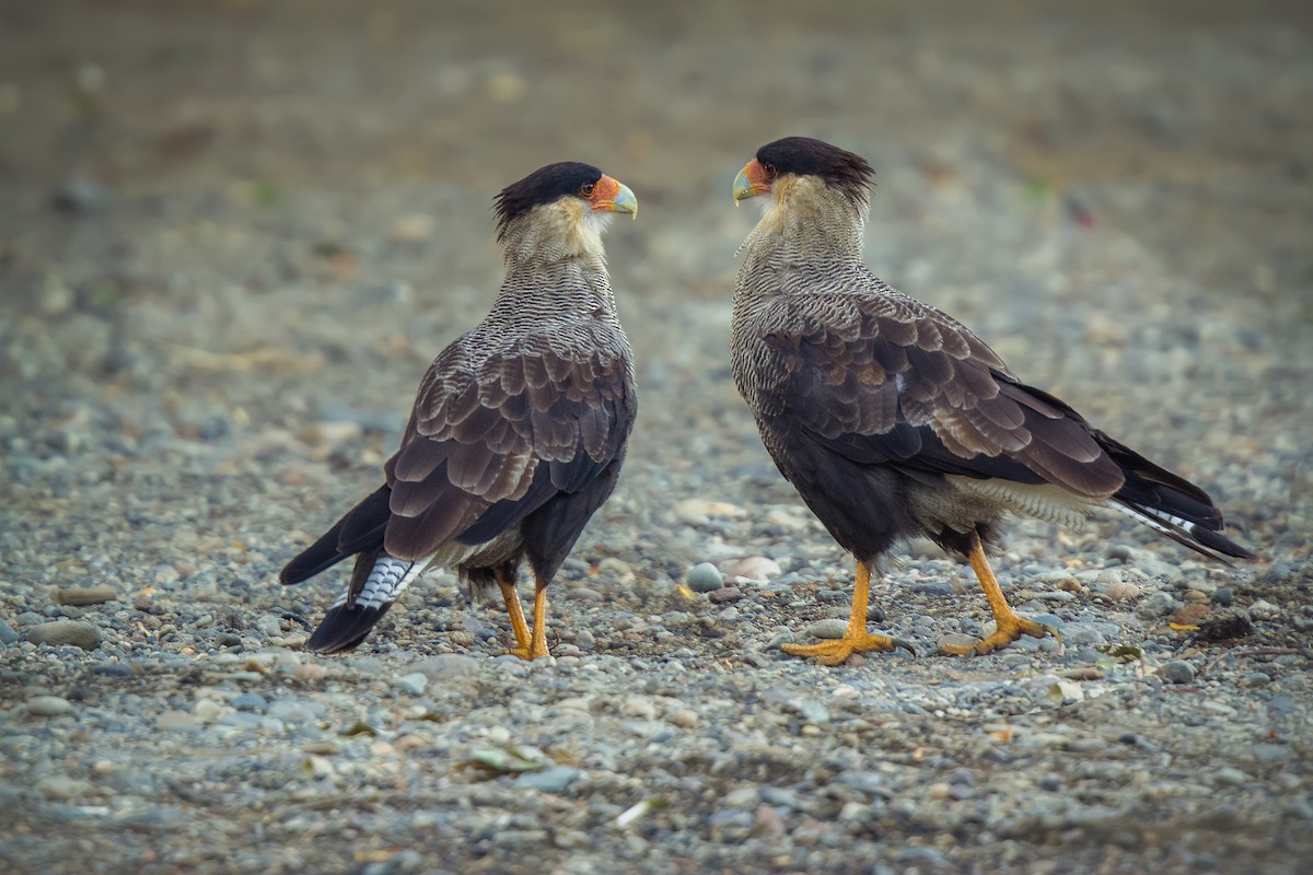 Crested Caracara (Southern) - ML615745224