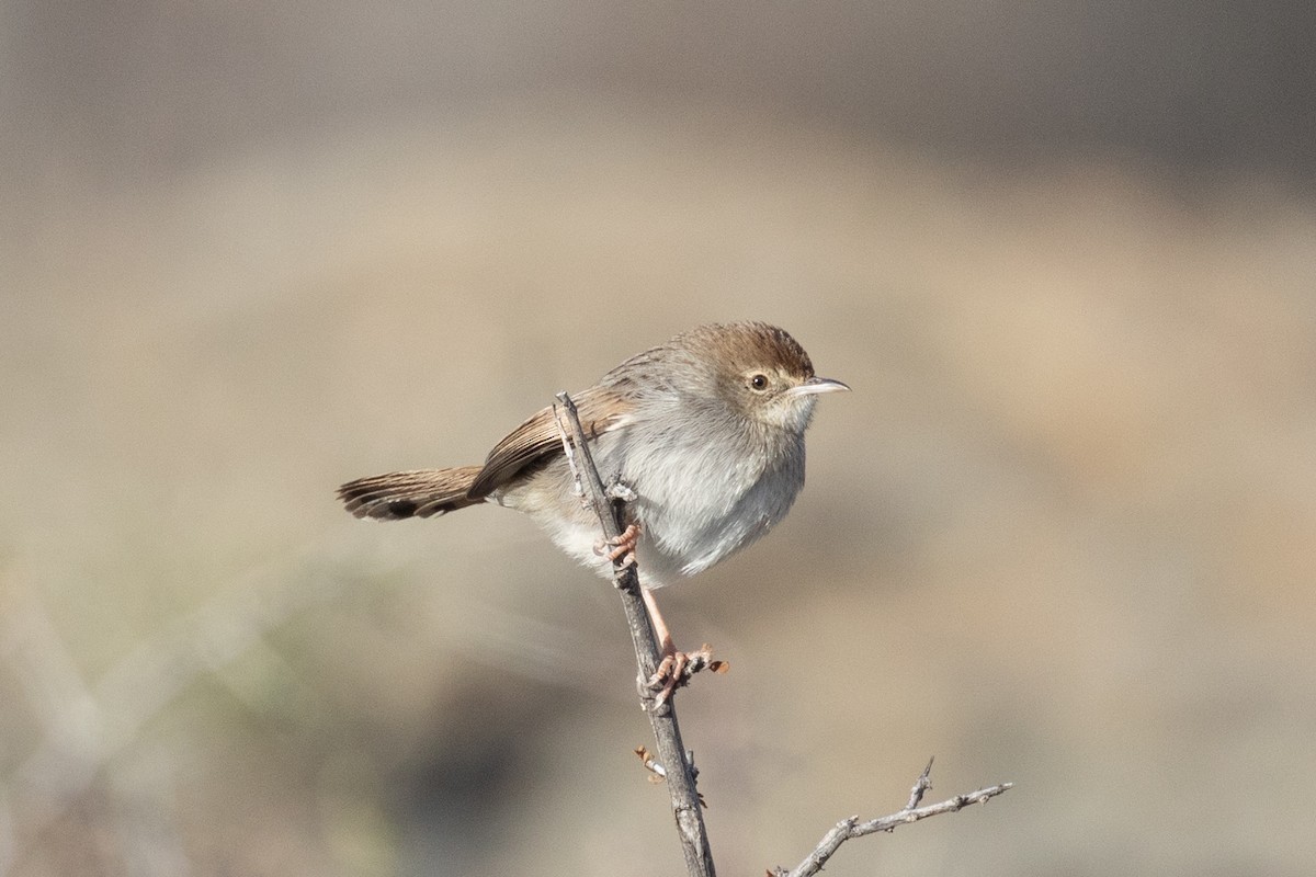 Red-headed Cisticola (Red-headed) - ML615745248