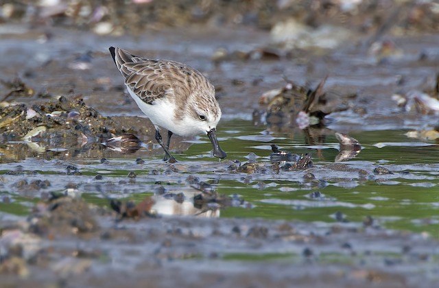 Definitive Basic Plumage.&nbsp; - Spoon-billed Sandpiper - 