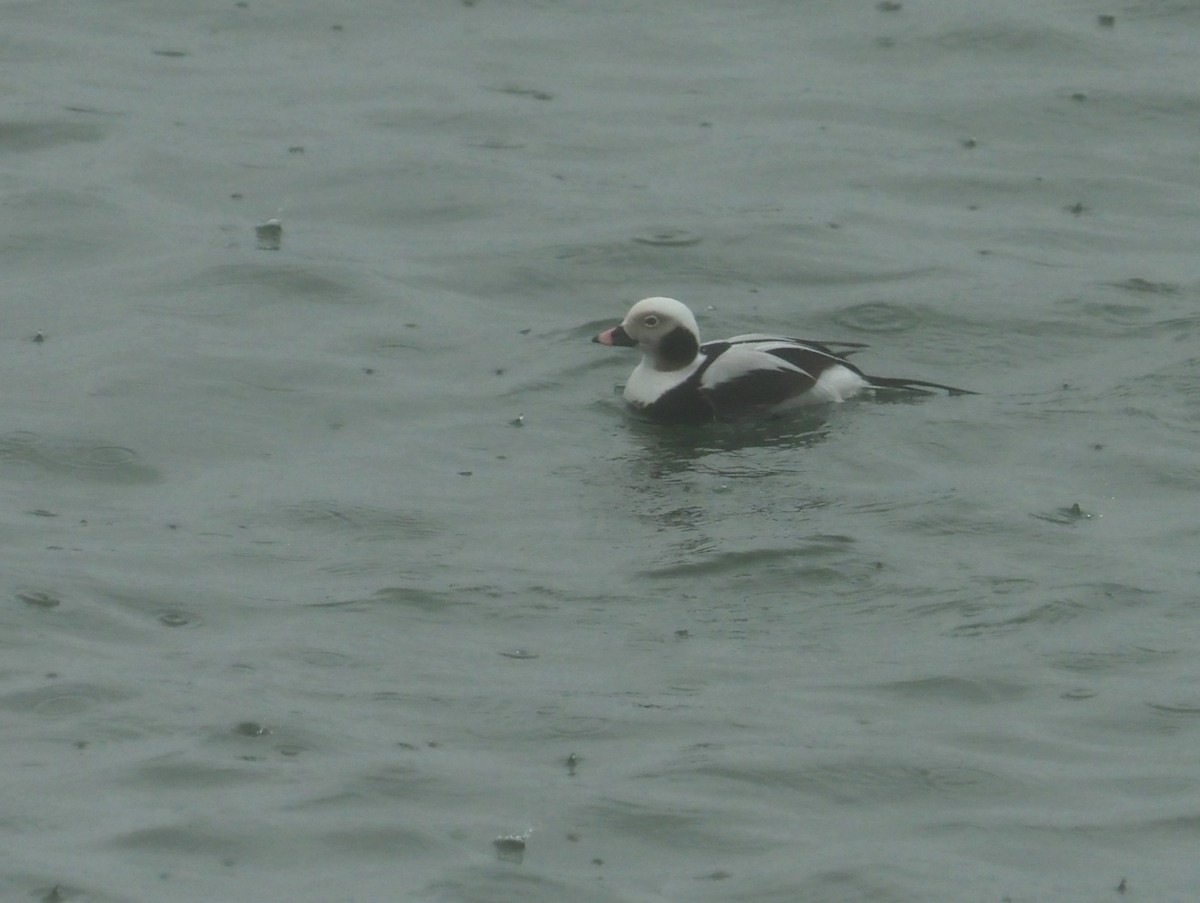 Long-tailed Duck - ML615745540