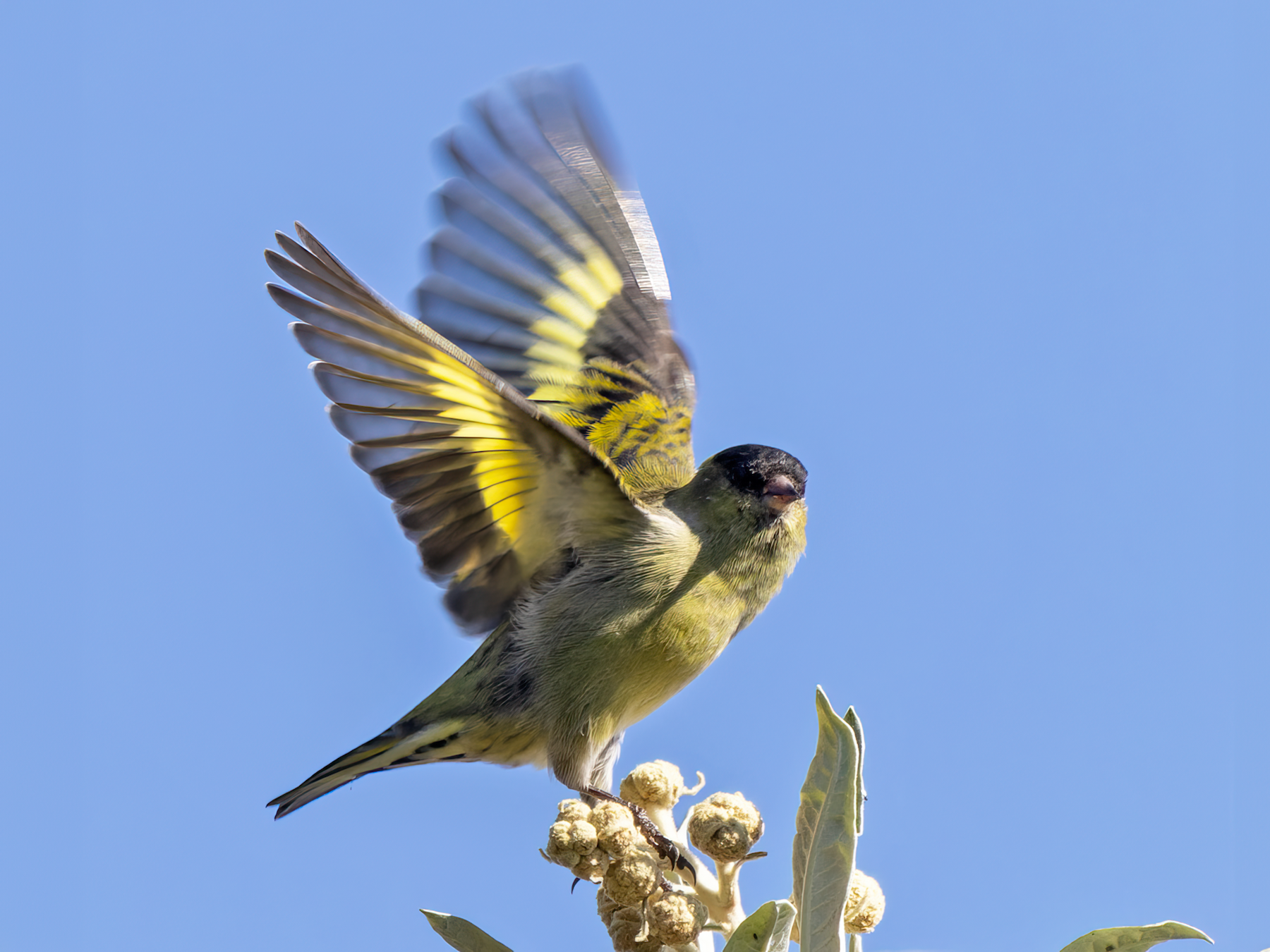 Black-capped Siskin - Lars Petersson | My World of Bird Photography